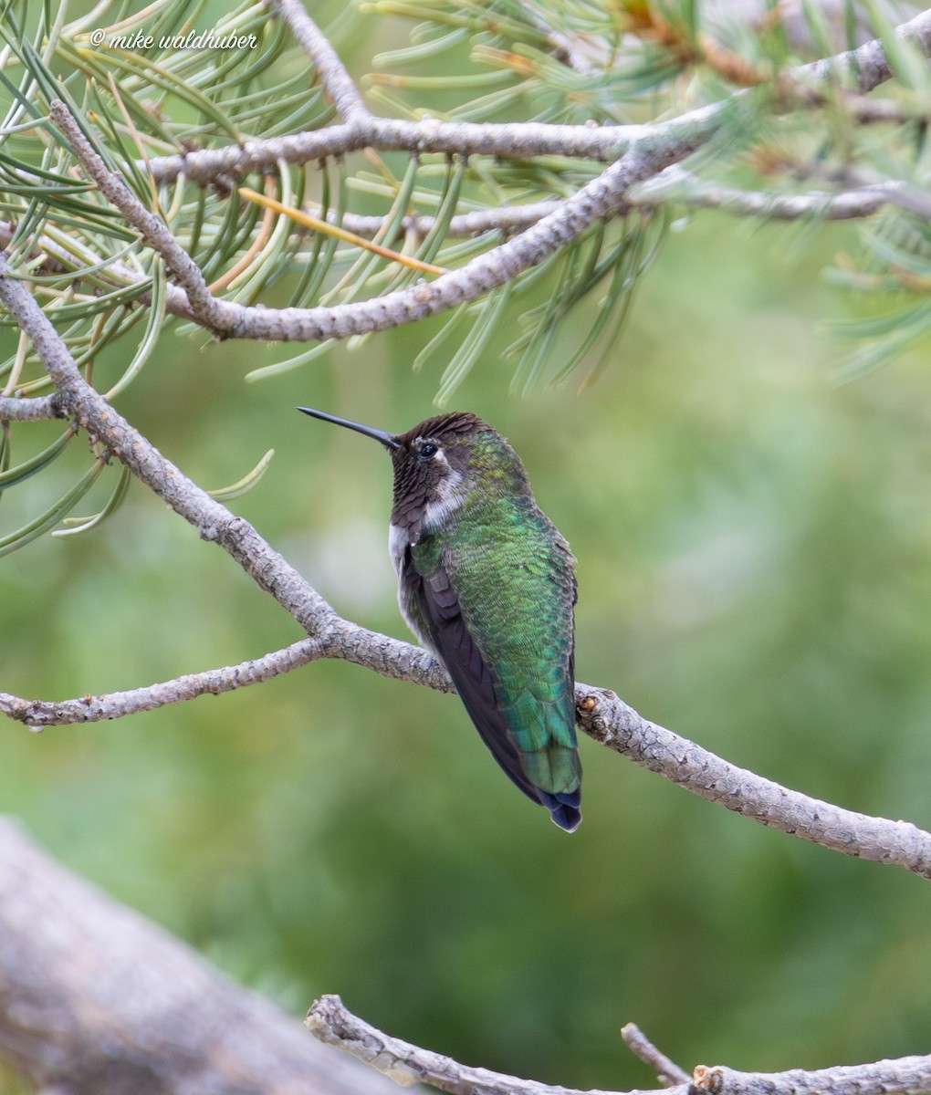 Anna's Hummingbird - Mike Waldhuber