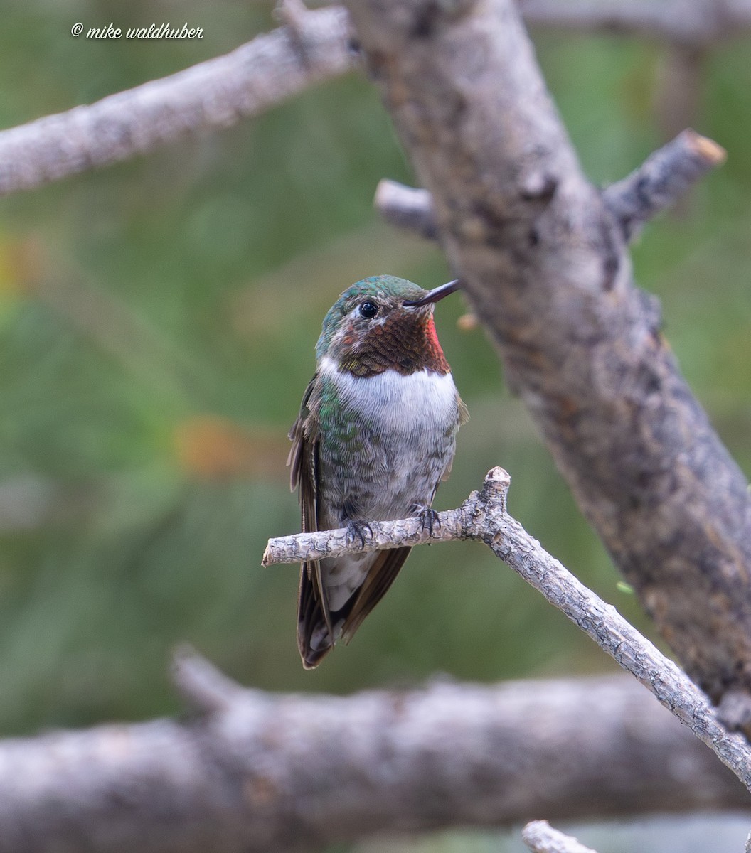 Broad-tailed Hummingbird - ML623020336