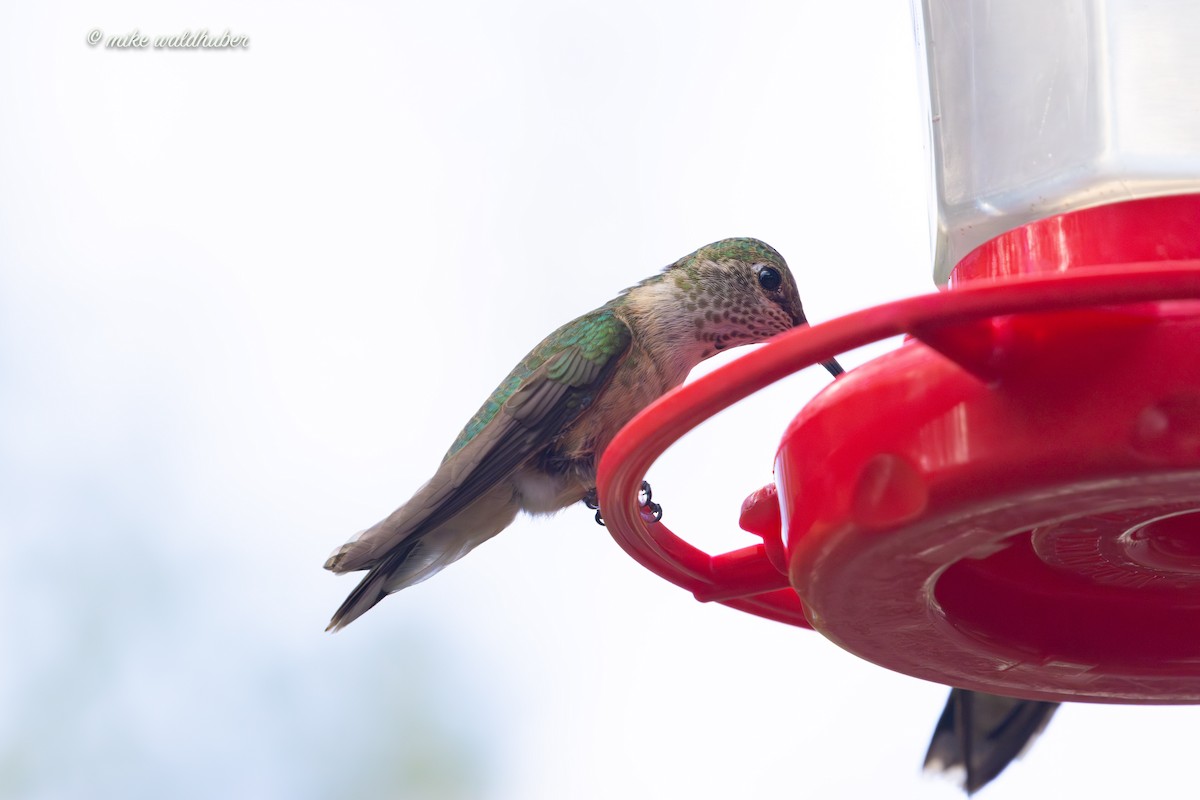 Broad-tailed Hummingbird - ML623020338