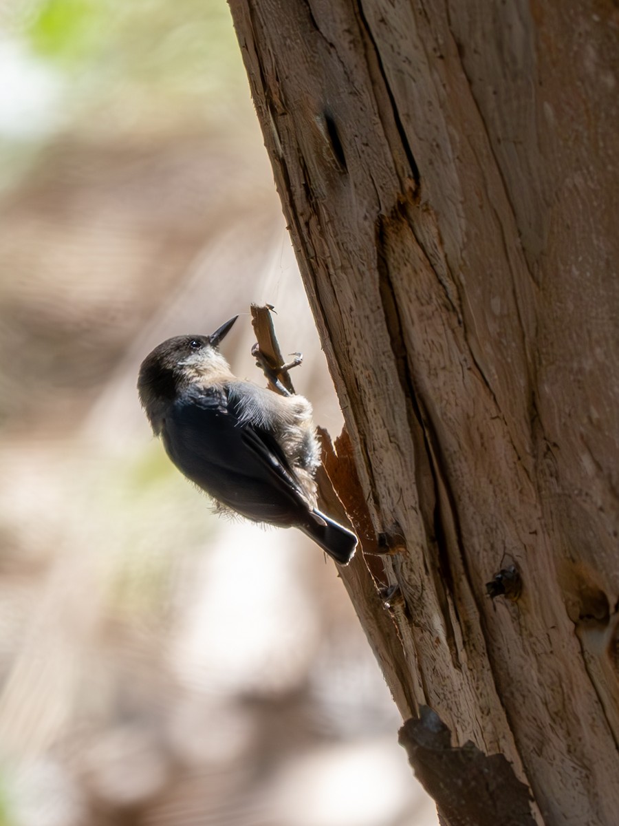 Pygmy Nuthatch - ML623020434