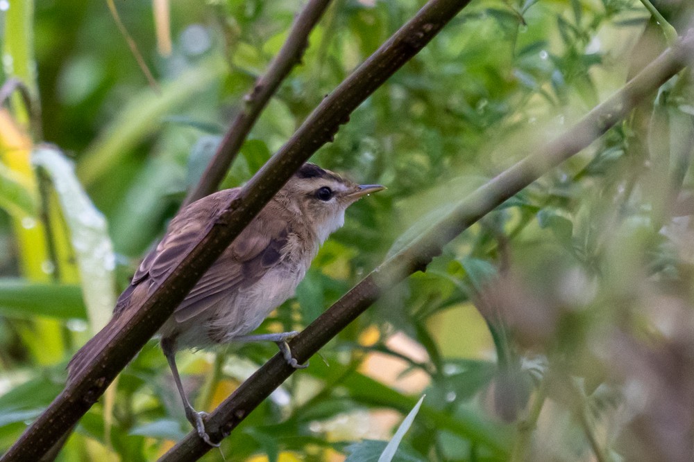 Black-browed Reed Warbler - ML623020435