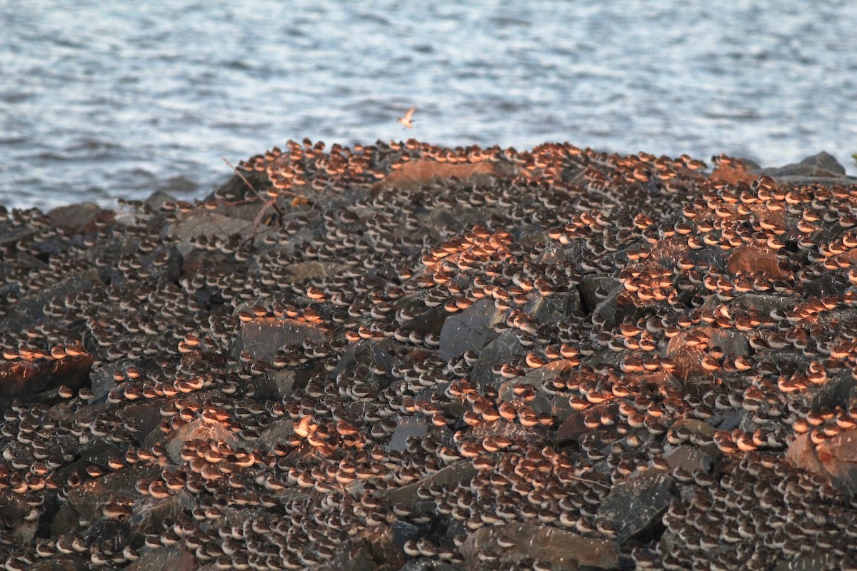 Semipalmated Sandpiper - ML623020449