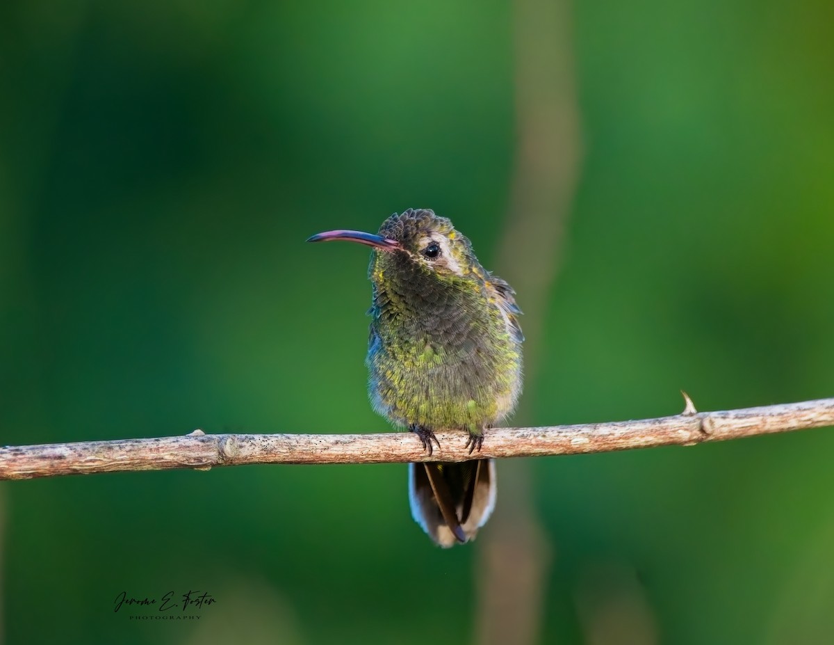 White-tailed Goldenthroat - ML623020450