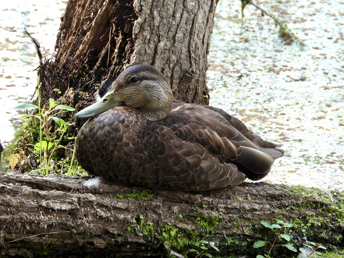 American Black Duck - ML623020598