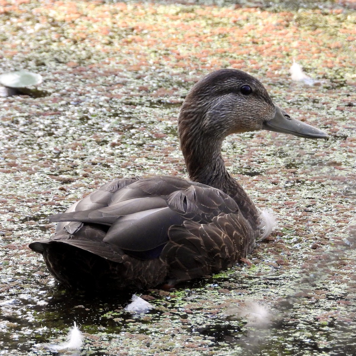 American Black Duck - ML623020599