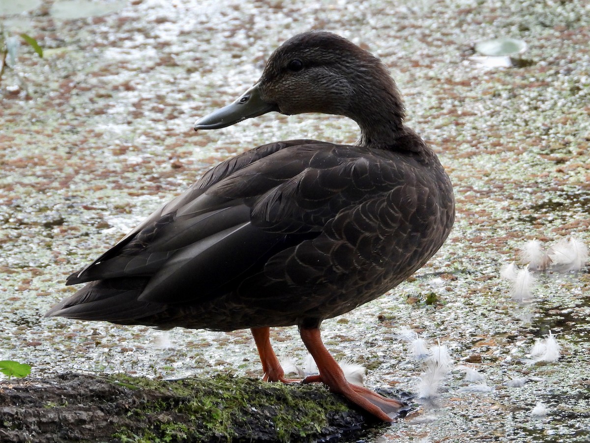 American Black Duck - Alexander Holloway