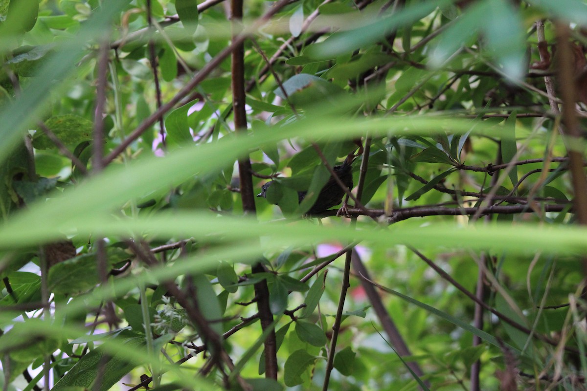 Magellanic Tapaculo - ML623020606