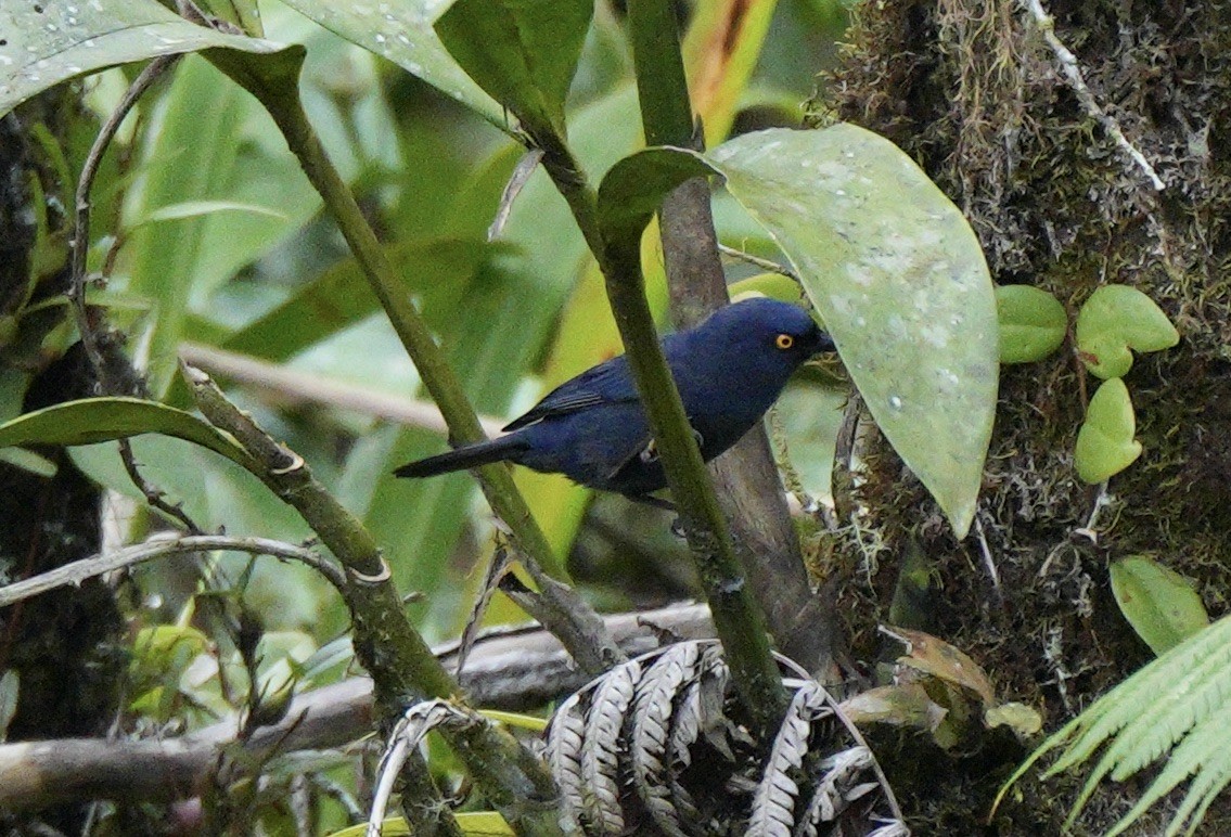 Deep-blue Flowerpiercer - ML623020607