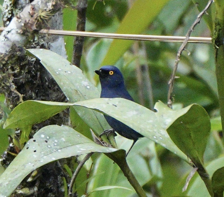 Deep-blue Flowerpiercer - ML623020659