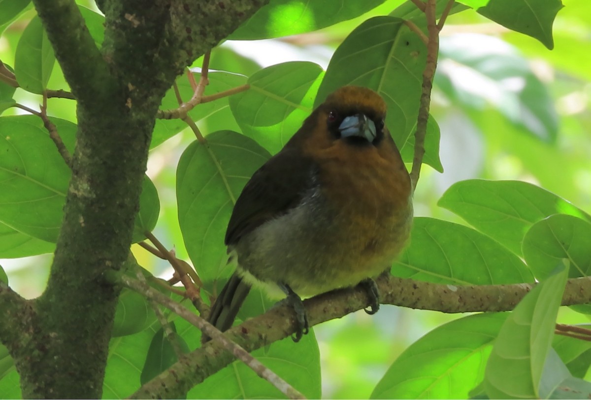 Prong-billed Barbet - ML623020678