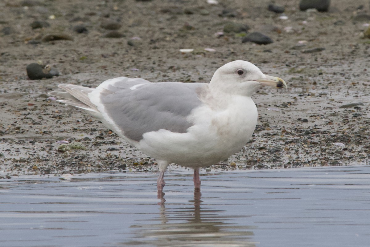 Glaucous-winged Gull - ML623020691