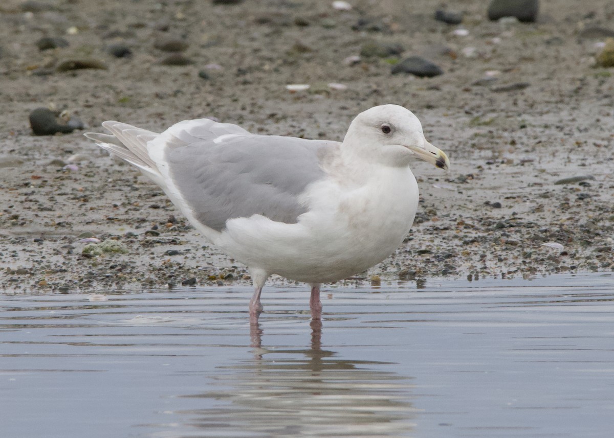 Glaucous-winged Gull - ML623020692