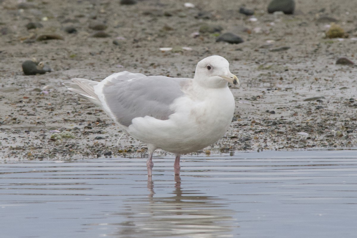 Glaucous-winged Gull - ML623020693