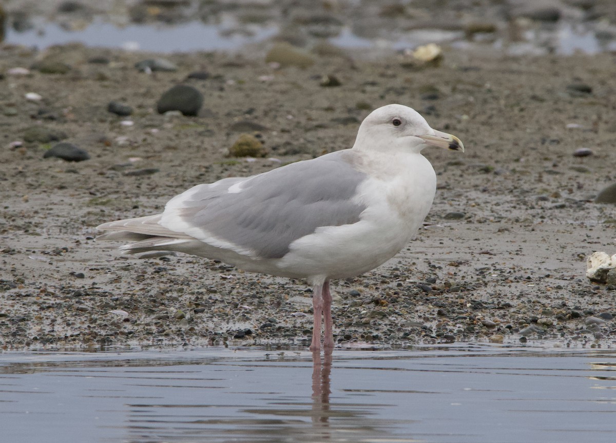 Glaucous-winged Gull - ML623020694