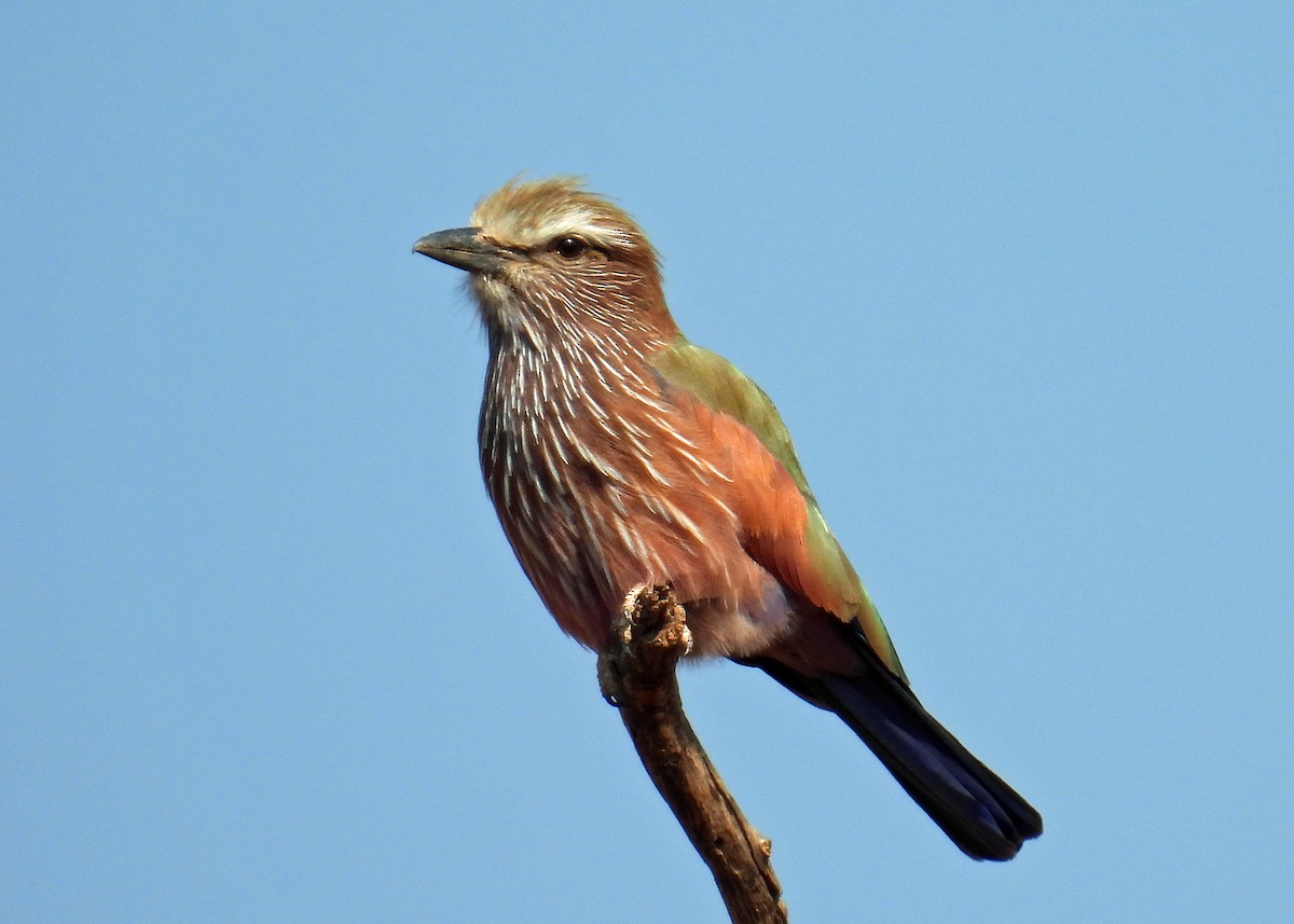 Rufous-crowned Roller - ML623020708