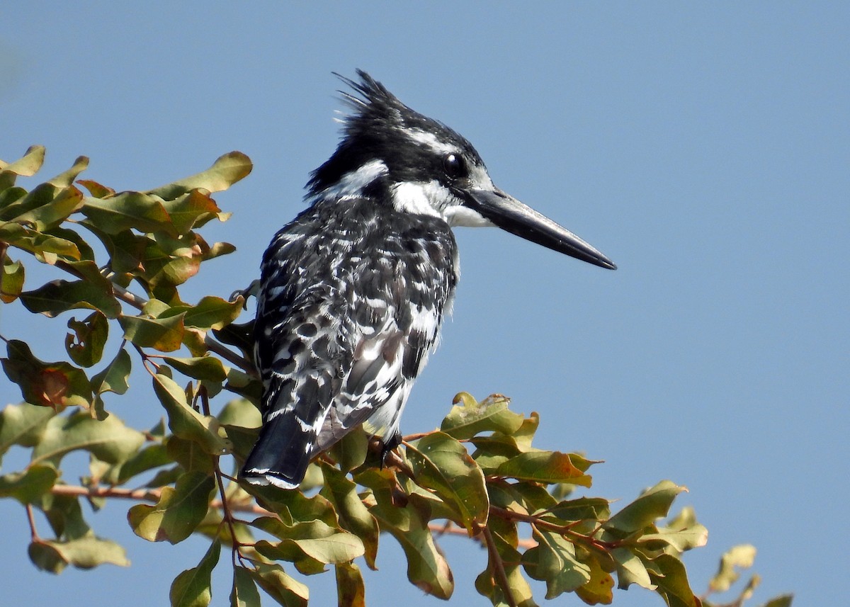 Pied Kingfisher - ML623020717