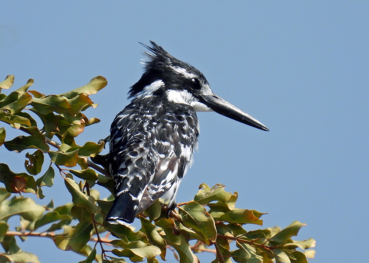 Pied Kingfisher - ML623020719