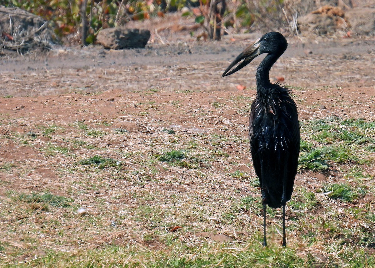 African Openbill - ML623020733