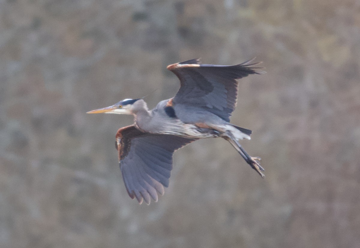 Great Blue Heron - ML623020734