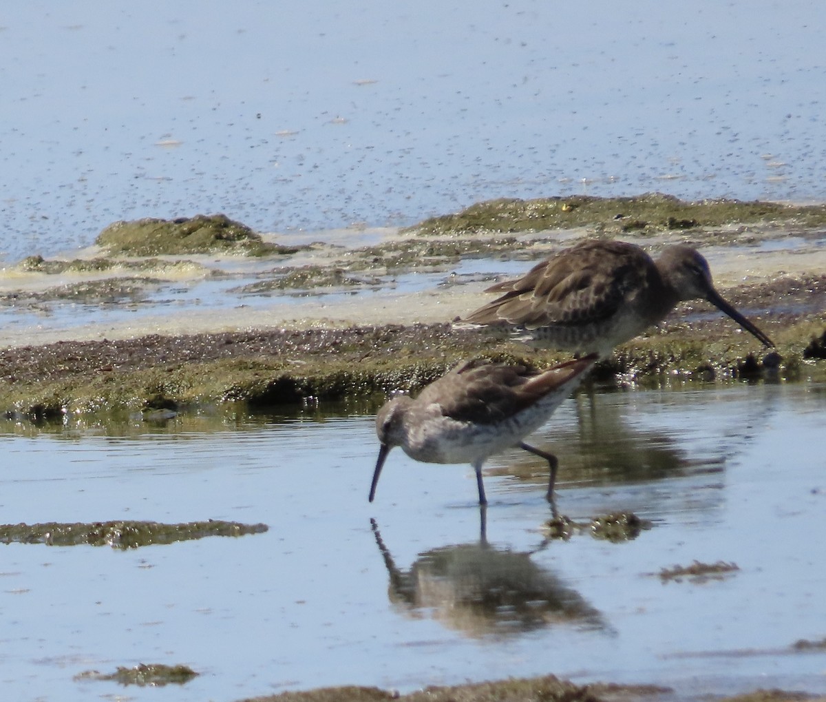 Stilt Sandpiper - ML623020735