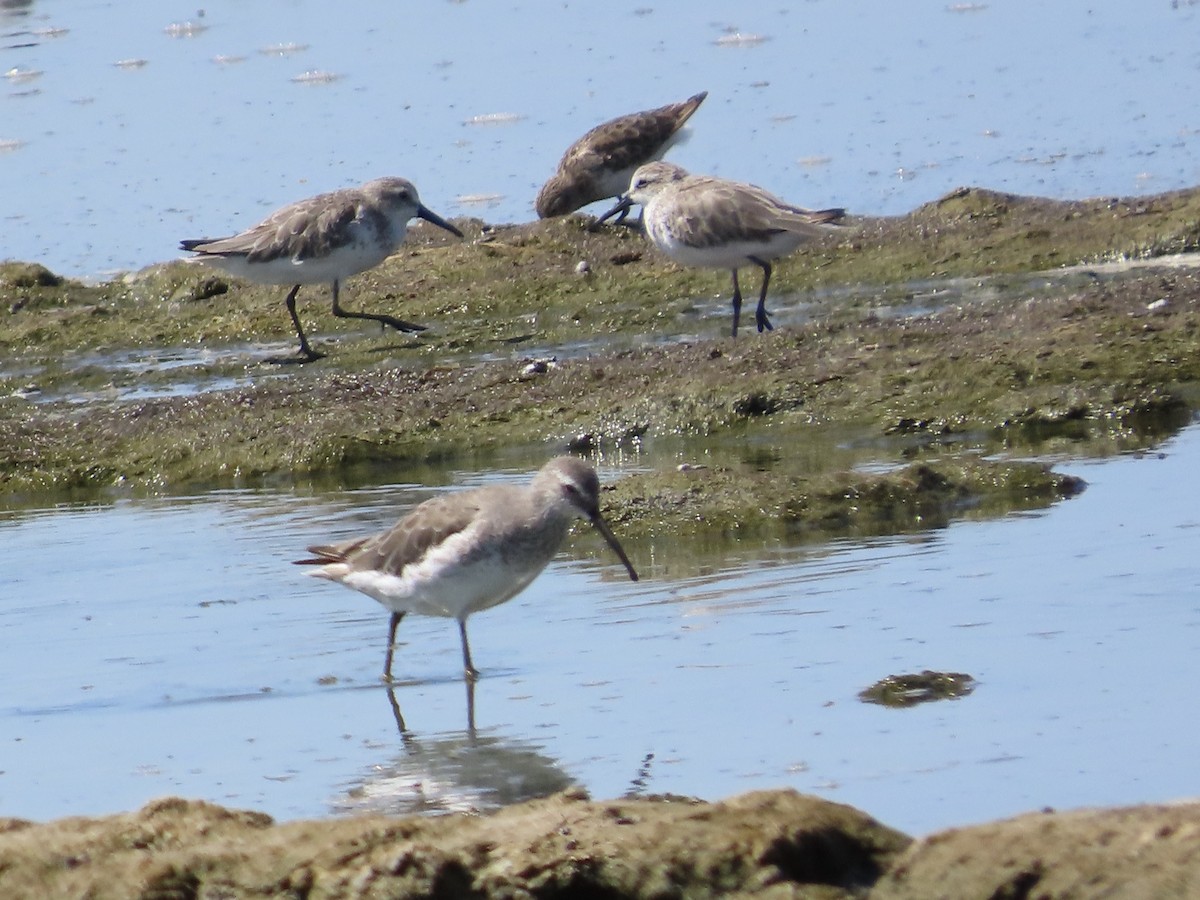 Stilt Sandpiper - ML623020736