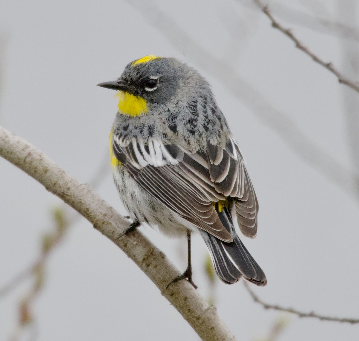 Yellow-rumped Warbler (Audubon's) - ML623020738