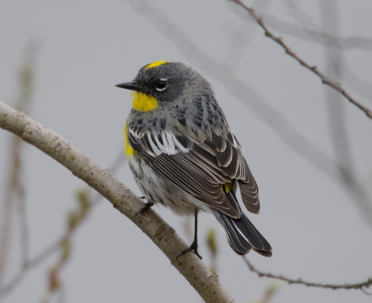 Yellow-rumped Warbler (Audubon's) - ML623020739