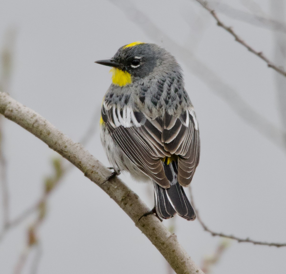 Yellow-rumped Warbler (Audubon's) - ML623020740