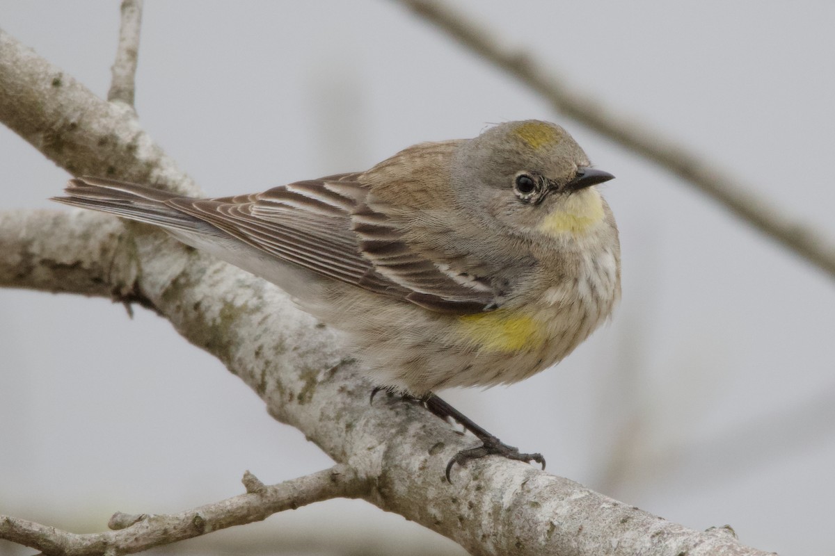 Yellow-rumped Warbler (Audubon's) - ML623020741