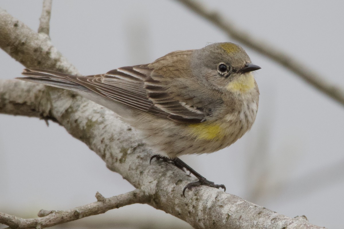 Yellow-rumped Warbler (Audubon's) - ML623020742