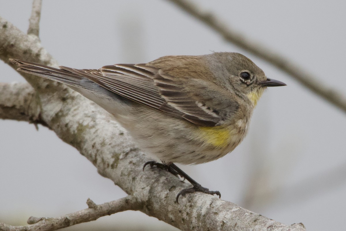 Yellow-rumped Warbler (Audubon's) - ML623020743