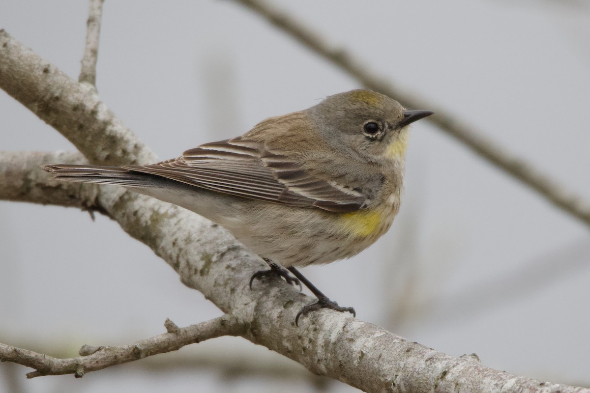 Yellow-rumped Warbler (Audubon's) - ML623020744