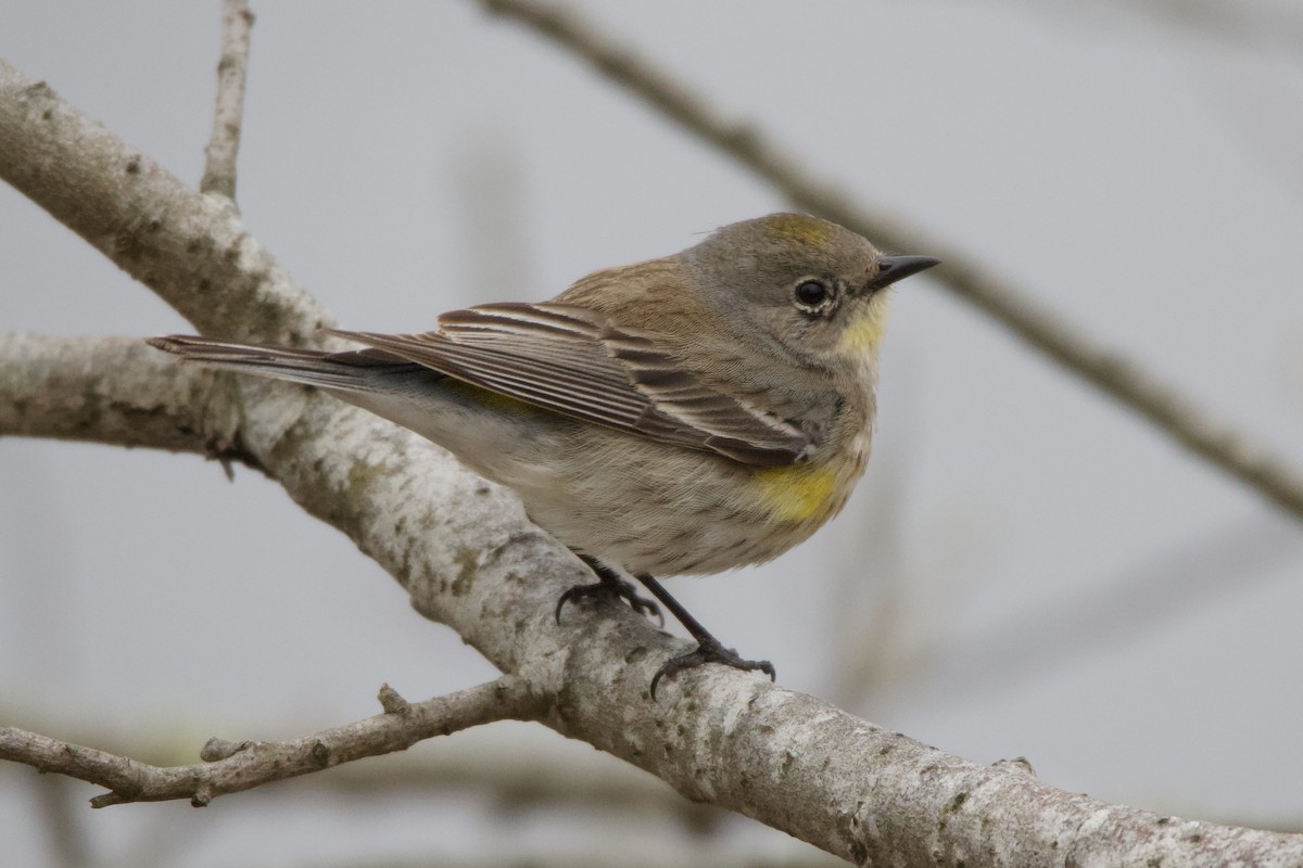 Yellow-rumped Warbler (Audubon's) - ML623020746