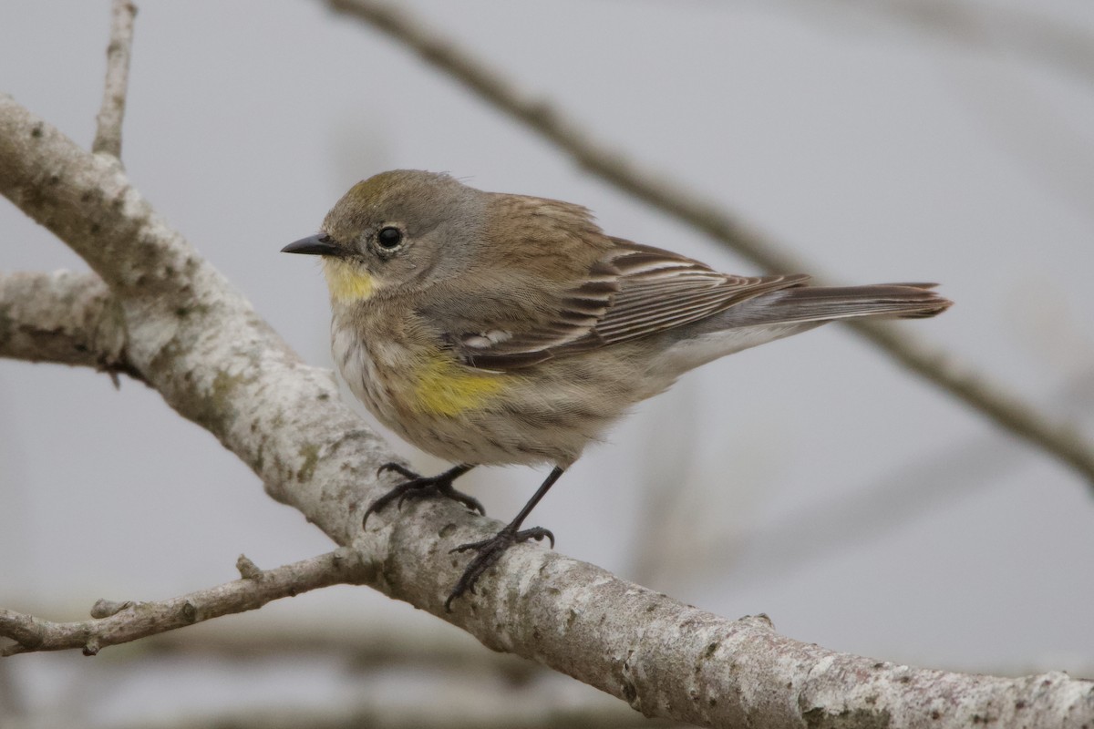 Yellow-rumped Warbler (Audubon's) - ML623020747