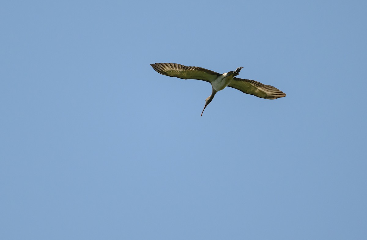 White Ibis - ML623020863