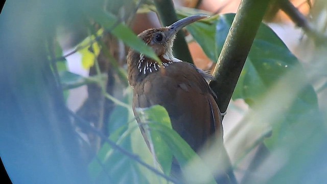 Large Scimitar-Babbler - ML623020895