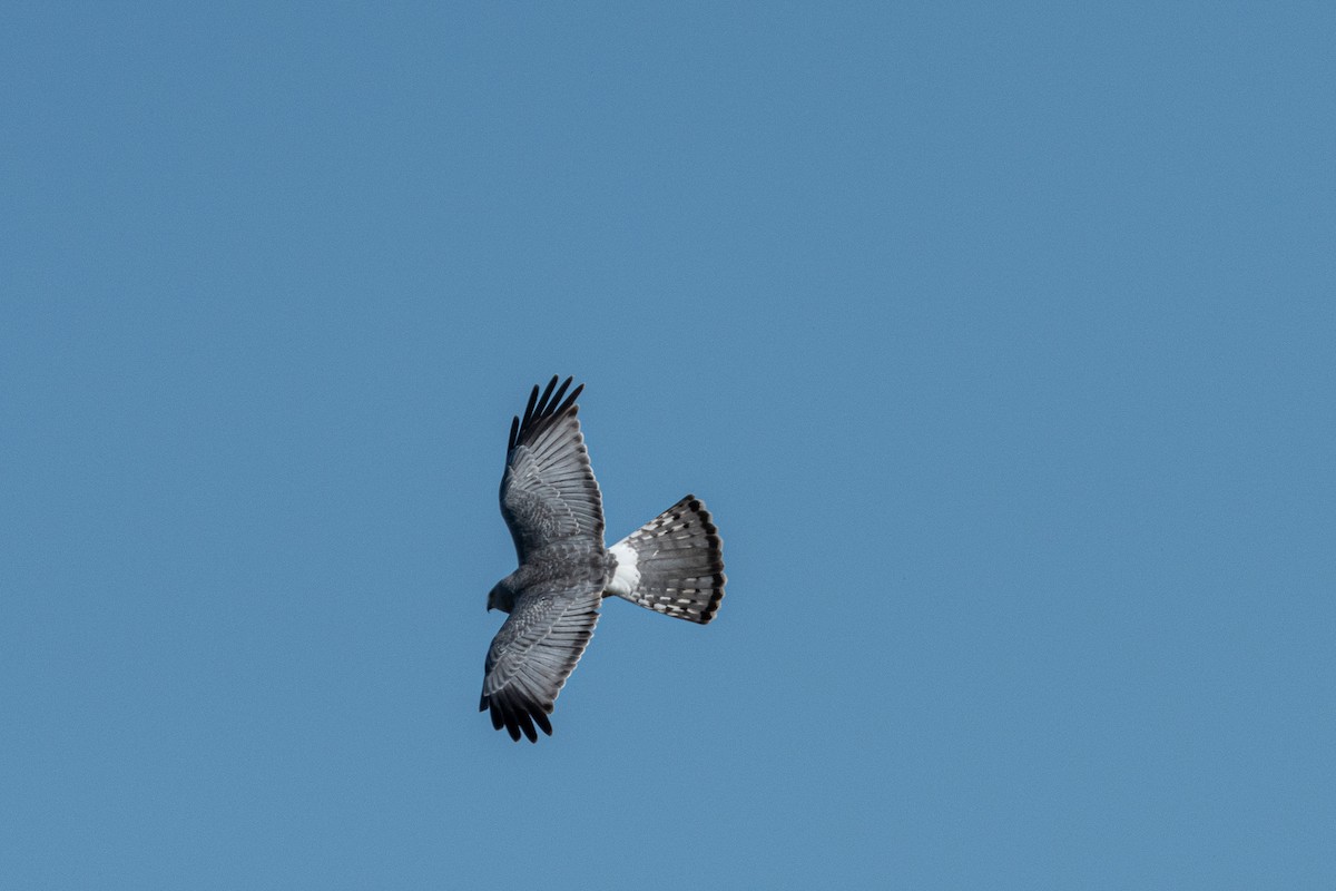 Cinereous Harrier - ML623020929