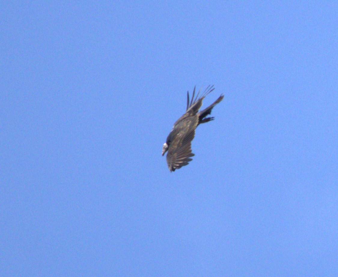 Turkey Vulture - ML623020930