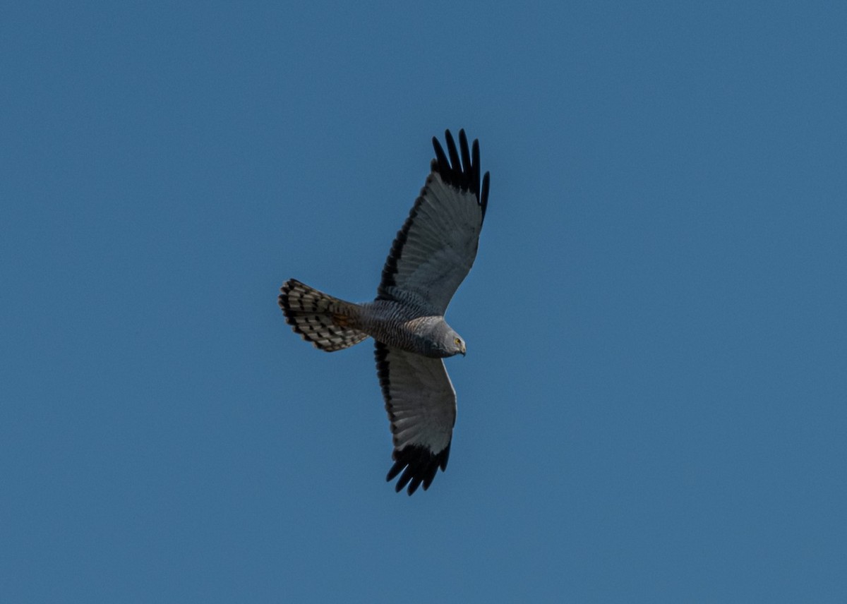 Cinereous Harrier - ML623020941