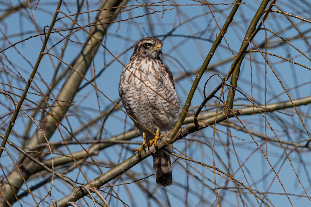 Roadside Hawk - ML623020948