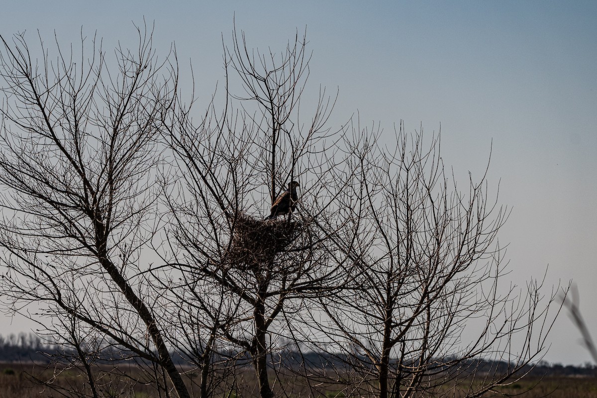 Crested Caracara - ML623020949