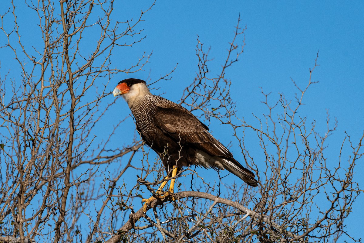 Crested Caracara - ML623020953