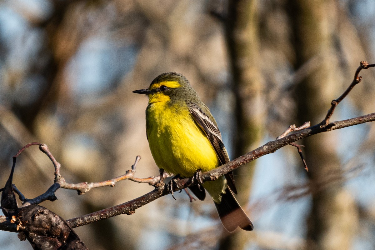 Yellow-browed Tyrant - ML623020960