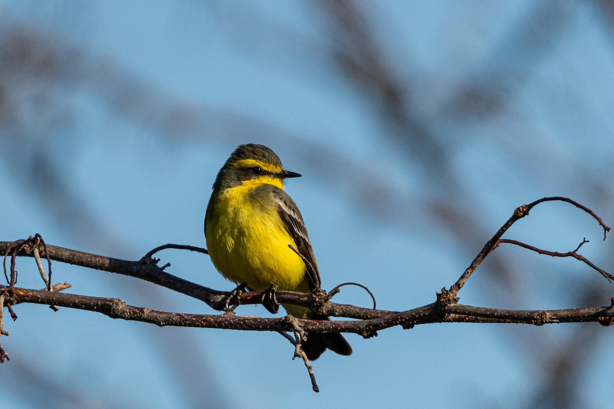 Yellow-browed Tyrant - ML623020971