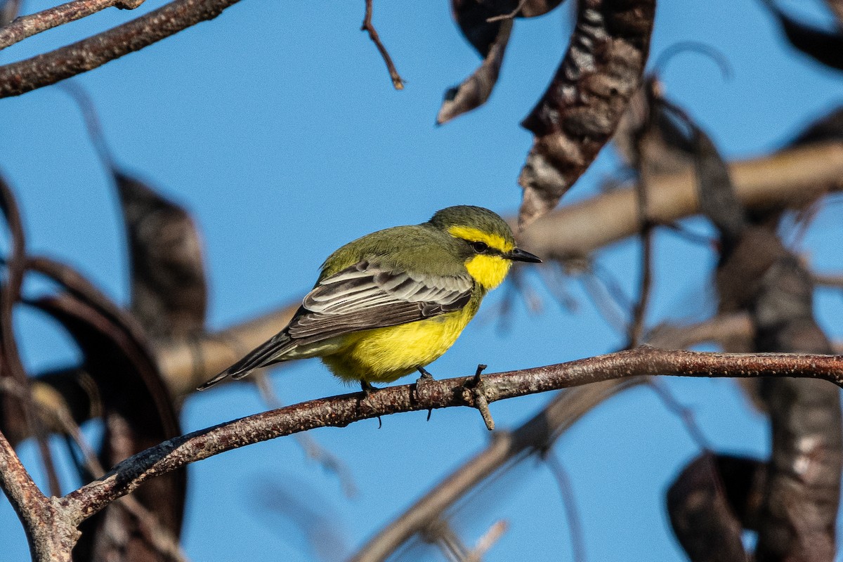 Yellow-browed Tyrant - ML623020974