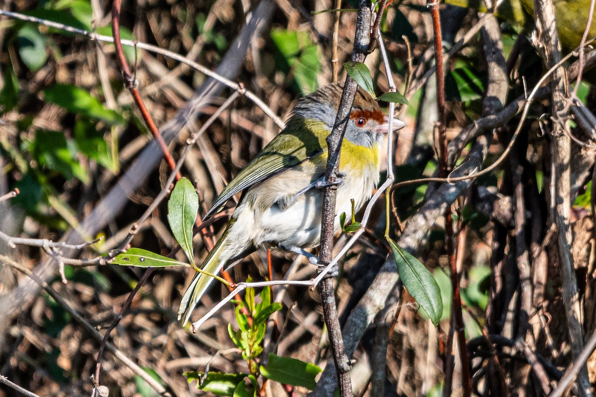 Rufous-browed Peppershrike - ML623020982