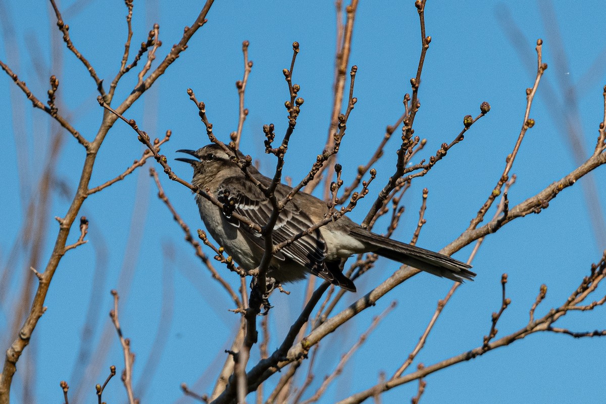 Chalk-browed Mockingbird - ML623020999