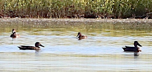 Australasian Shoveler - ML623021007