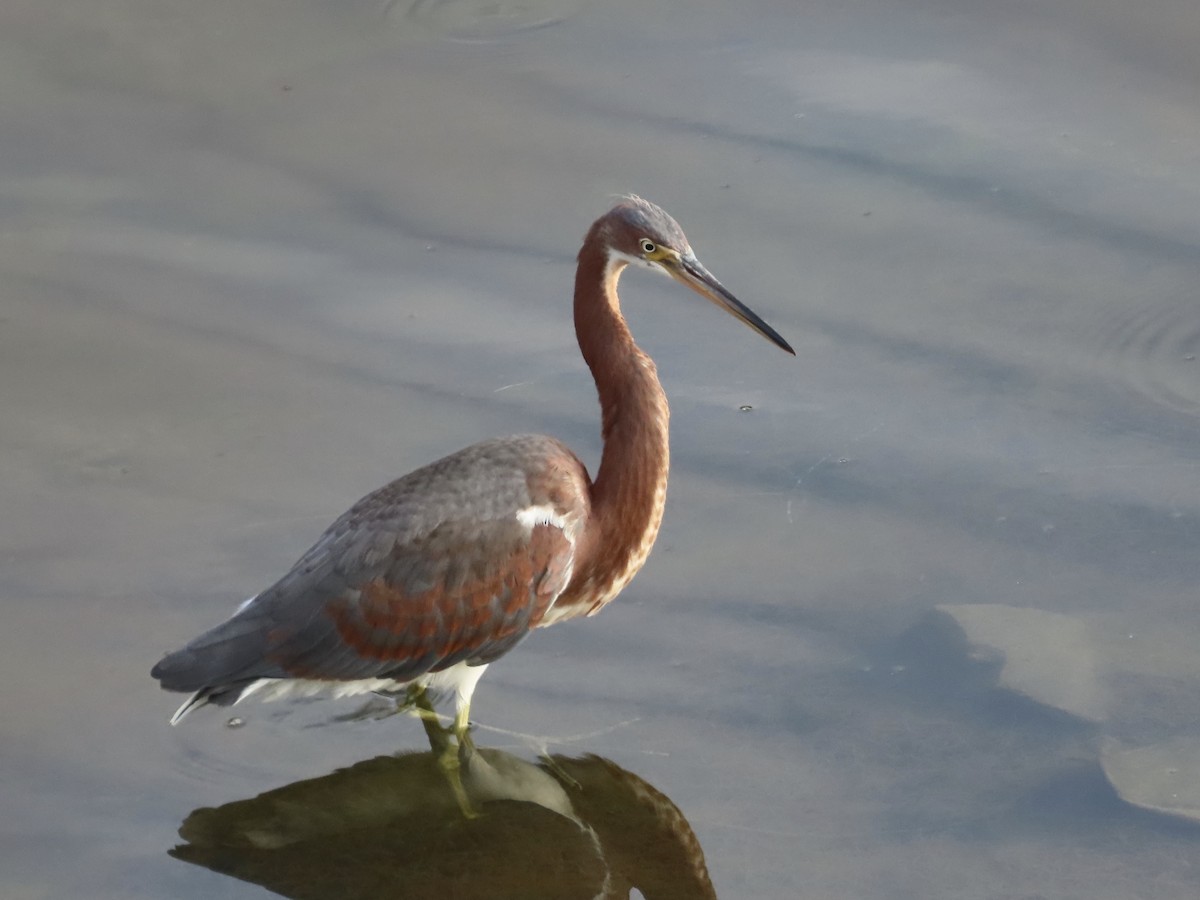 Tricolored Heron - ML623021009