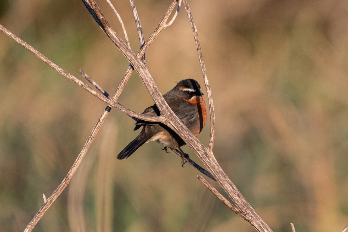 Black-and-rufous Warbling Finch - ML623021016